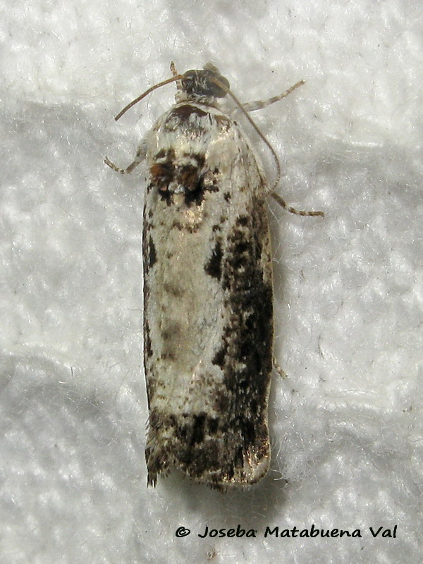 Tortricidae: Hedya salicella